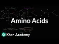 Introduction to amino acids Macromolecules Biology Khan Academy