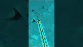 Using Barracuda to Ambush Dogtooth Tuna (Epic Spearfishing)