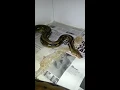 Reticulated Python Breeding Tips
