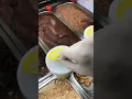Treat or Treat
