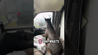 #fyp #dream #pets #doberman #vlog