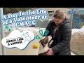 A Day in the Life of a Volunteer at Charlotte-Mecklenburg Animal Care Control