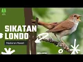 Download Lagu MASTERAN MEWAH SIKATAN LONDO FULL ISIAN COCOK UNTUK MURAI