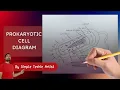 How to Draw Prokaryotic Cell Prokaryotic Cell Diagram Drawing Prokaryotic Cell