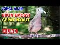 Download Lagu Perkutut Lokal Gacor dari alam liar bikin gacor yang malas BUNYI