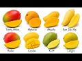 Everything You Never Knew About Mangoes Explained