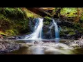 3 Jam suara Air mengalir dan riuh burung kecil dialam liar