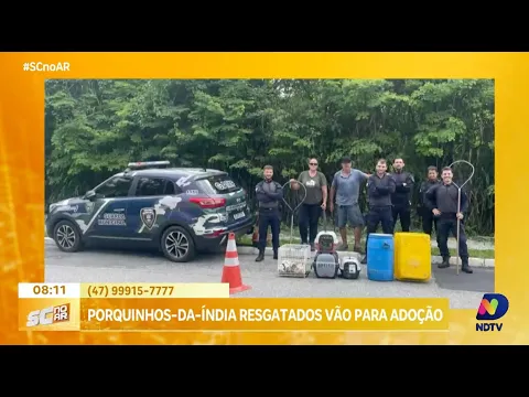 Porquinhos-da-Índia resgatados em Itajaí estão disponíveis para adoção