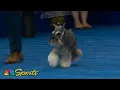National Dog Show 2025 Best in Show Full Judging NBC Sports
