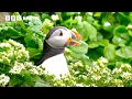 Download Lagu 2 Hours with Earth's Most Extraordinary Animals | BBC Earth