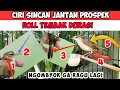 JANGAN ASAL PILIH INI CIRI-CIRI KERAK BASI ALIS HITAM SINCAN JANTAN BAGUS PROSPEK