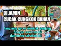 Lagu Rawatan CUCAK CUNGKOK BAHAN pasti cepat bunyi nembak panjang dan gacor,