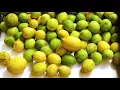The Story Behind Beachwood Essential Oils