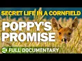 Poppy s Promise - Secret Life in a Cornfield