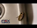 How To Get Rid Of Cockroaches In Your Home Fox Pest Control