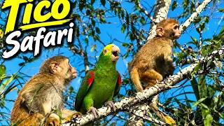 Tico Safari