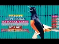 Download Lagu TERCEPAT MERANGSANG EMOSI, bikin murai diem jadi gacor emosi