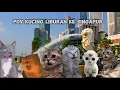 Pov Kucing Liburan Ke Singapur | meme kucing lucu #pov #meme #kucing #cat