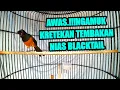 Download Lagu KRETEKAN dan TEMBAKAN murai batu NIAS BLACKTAIL 100%SUKSES bikin Murai Batu DIAM jadi GACOR DOR