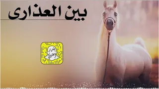 بين العذارى رقمها ماهو اثنين كلمات عيده المطيري اداء محمد الهوشان 2025 حصريا 