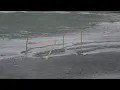 Tropical Storm Debby Impacts Sea Turtle Nest And Marinas Venice FL - 2024