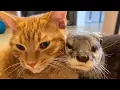 Download Lagu Beste vrienden! Een otter kan niet slapen zonder zijn geliefde kat 😻 ! MP3