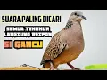 Download Lagu Pancingan Suara Burung Tekukur Paling Ampuh MP.3
