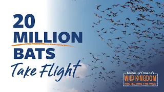 The Bats of Texas S1 E4 Protecting the Wild