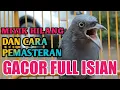 Download Lagu CARA BURUNG SRIGUNTING JADI FULL ISIAN DAN TIDAK MIYIK