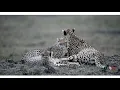 Download Lagu CHEETAH PART 1 - 4K ULTRA HD VIDEO SHOT IN AFRICA
