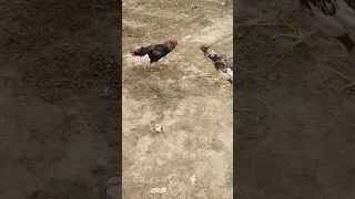 brown cock is heavy then the black