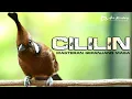 Download Lagu MASTERAN CILILIN GACOR SUARA BERSIH VIDEO JELAS
