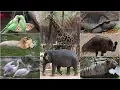 Download Lagu NEHRU ZOO HYDERABAD - HD Video - FULL Coverage || nehru zoological park
