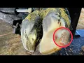 Fluid release means INSTANT RELIEF for this COW S HOOF