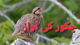 chakor ke awaz chakor sound bird 
