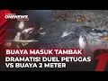 Aksi Menegangkan! Buaya Raksasa Masuk Empang, Petugas Bertarung di Kegelapan Malam | OneNews Update