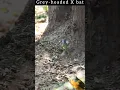 Download Lagu Grey-headed Bush Shrike X bat