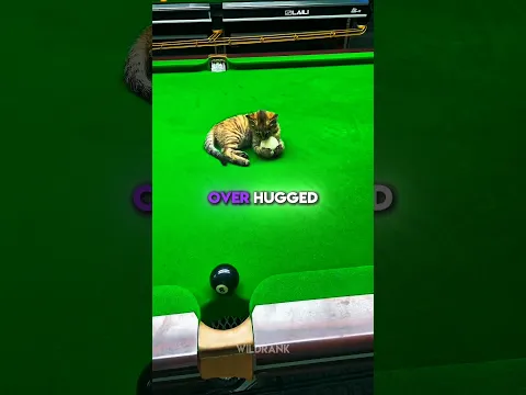 This Tiny Kitten Never Missed a Shot! 🥹🎱 #shorts
