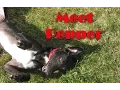 I ADOPTED A RETIRED RACEDOG