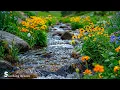 Download Lagu Muziektherapie 🌿Rustgevende melodieën om je geest te kalmeren en meditatie