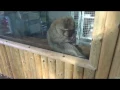 The Dirty Old Monkey