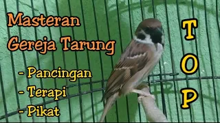 Download Pancingan burung gereja gacor AMPUH MP3