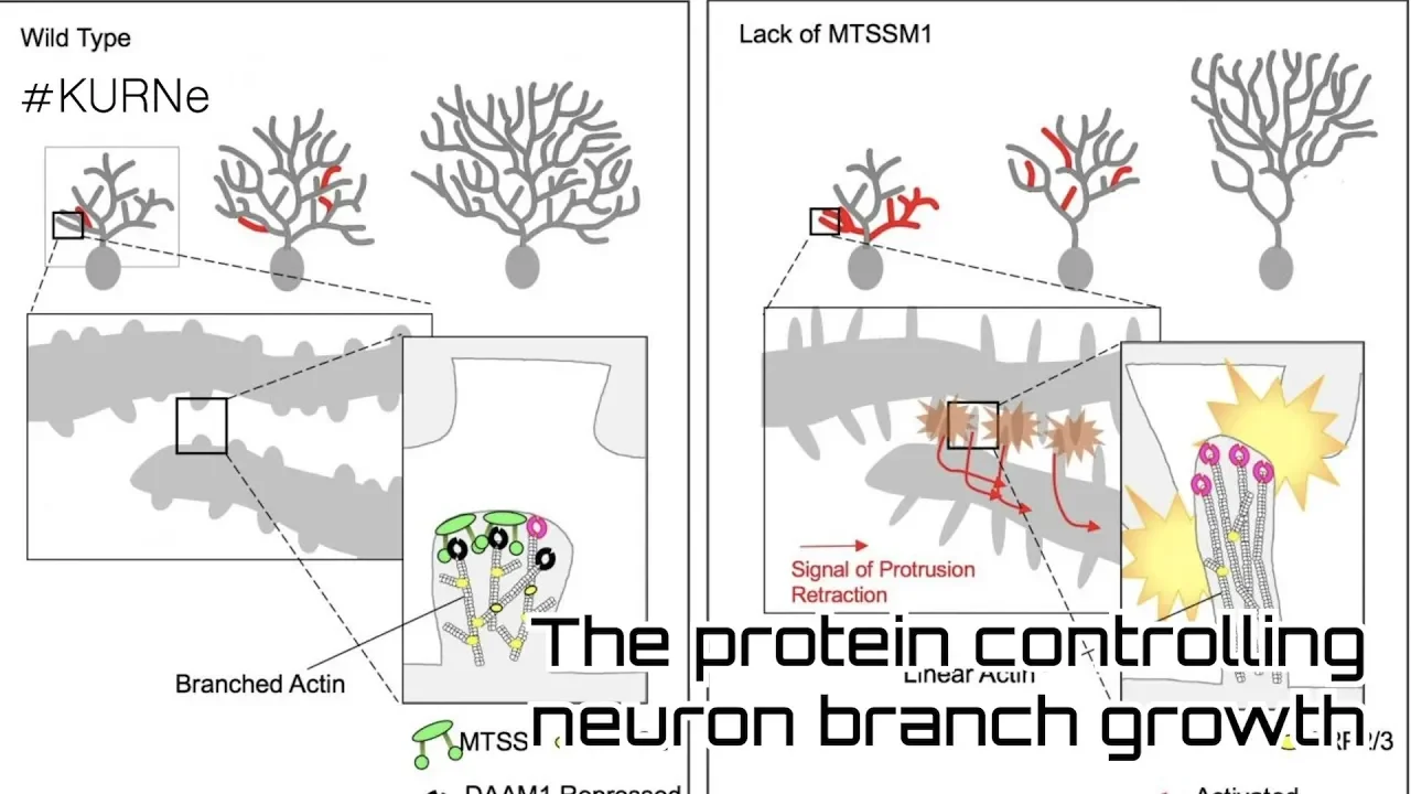 KURNe #5, The Protein Controlling Neuron Branch Growth