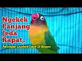 Download Lagu Suara Lovebird Ngekek Panjang Jeda RAPAT, MASTERAN Lovebird Paling Cepat DI RESPON