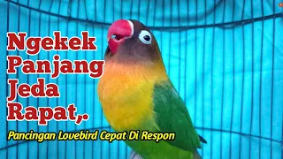 suara lovebird ngekek panjang jeda rapat masteran lovebird paling cepat di respon