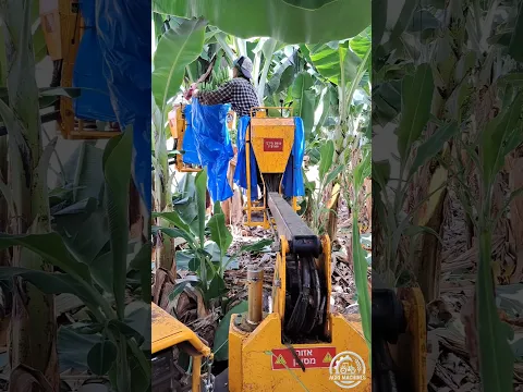 Field Demo: Self-Propelled Working Platform AFRON B For Banana Orchards || #banana #orchard #shorts