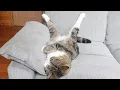 Download Lagu Maru plays and naps on the new sofa.