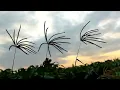 Download Lagu cinematik sawah sore hari | story wa