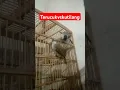 Download Lagu terucuk vs kutilang, #birds #shorts