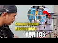 Lagu NGERI VOLUME MURAI INI KRISTAL ‼️ TANYA RAWATAN MURAI BATU PAMUNGKAS 